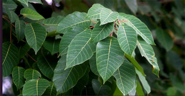 Sapium baccatum, a pioneer species in Bulong Nature Preserve that is quick to establish itself in land impacted by anthropogenic activities such as rubber farming and swidden agriculture. Image credit: Antonie van den bos.