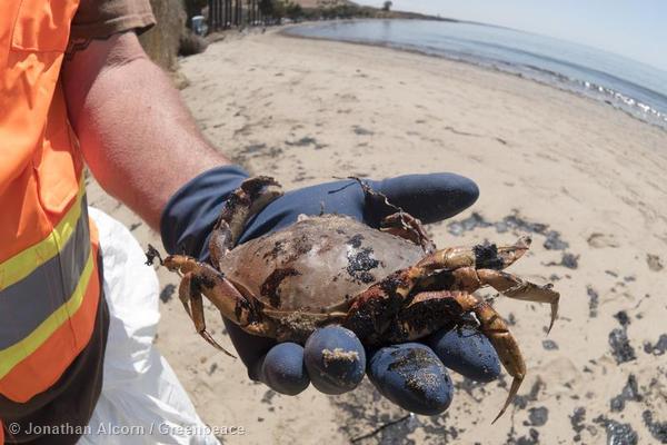 A clean-up worker displays a dead, oiled crab on Refugio State Beach on Wednesday, May 20, 2015. Photo credit: Jonathan Alcorn/Greenpeace.
